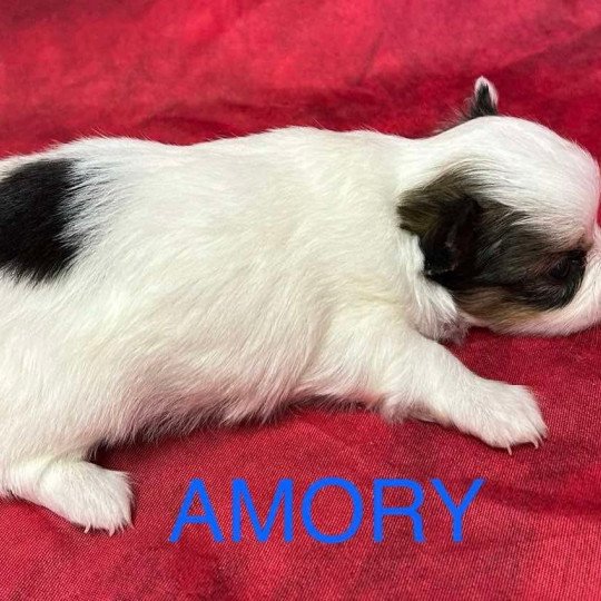 chiot Chihuahua Poil Long AMORY chihuahua à réserver Domaine de la Chantelaie  