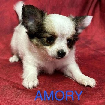 AMORY chihuahua Mâle Chihuahua Poil Long