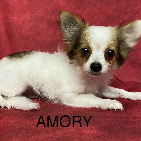 chiot Chihuahua Poil Long AMORY chihuahua Domaine de la Chantelaie  