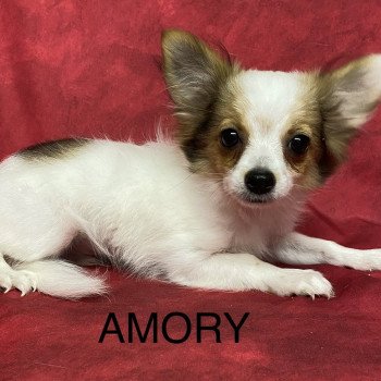AMORY chihuahua Mâle Chihuahua Poil Long