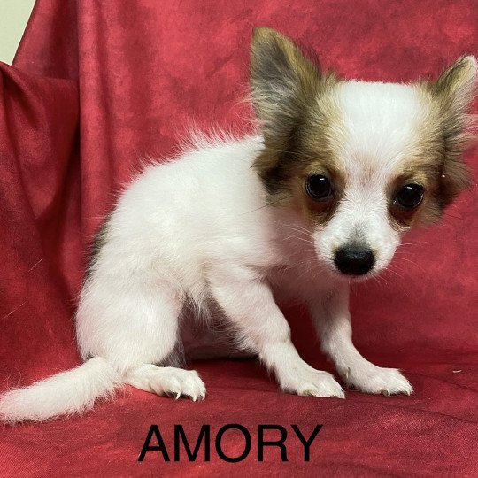 chiot Chihuahua Poil Long AMORY chihuahua Domaine de la Chantelaie  