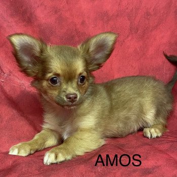 AMOS chihuahua pl Mâle Chihuahua Poil Long
