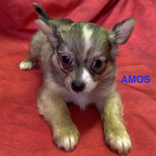 chiot Chihuahua Poil Long AMOS chihuahua pl Domaine de la Chantelaie  
