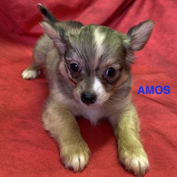 AMOS chihuahua pl Mâle Chihuahua Poil Long
