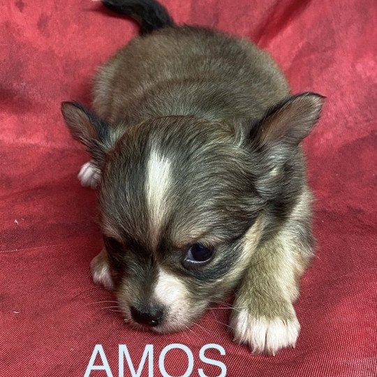 chiot Chihuahua Poil Long AMOS chihuahua pl Domaine de la Chantelaie  