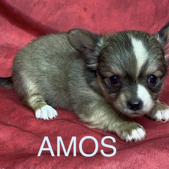 chiot Chihuahua Poil Long AMOS chihuahua pl Domaine de la Chantelaie  
