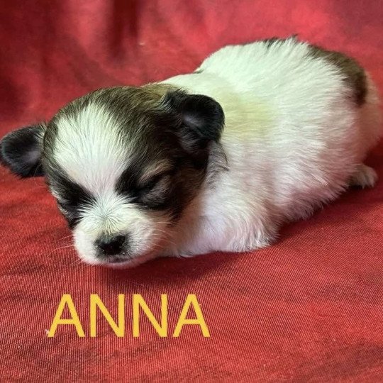 chiot Chihuahua Poil Long ANNA chihuahua à réserver Domaine de la Chantelaie  