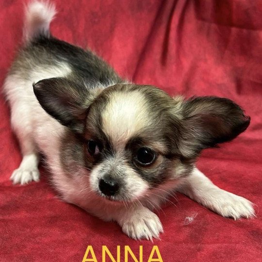 chiot Chihuahua Poil Long ANNA chihuahua Domaine de la Chantelaie  