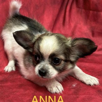 ANNA chihuahua Femelle Chihuahua Poil Long
