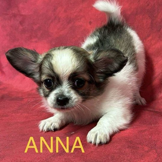 chiot Chihuahua Poil Long ANNA chihuahua Domaine de la Chantelaie  