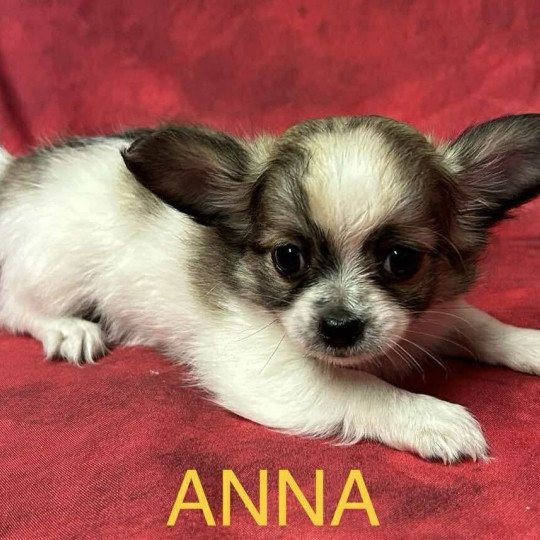 chiot Chihuahua Poil Long ANNA chihuahua Domaine de la Chantelaie  