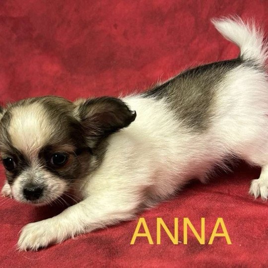 chiot Chihuahua Poil Long ANNA chihuahua Domaine de la Chantelaie  