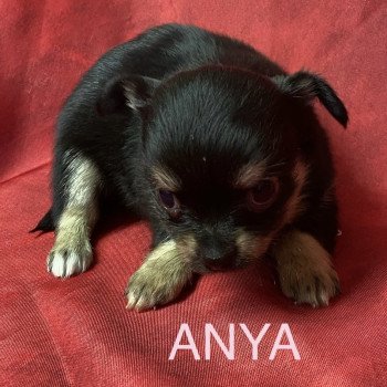 ANYA chihuahua à réserver Femelle Chihuahua Poil Long