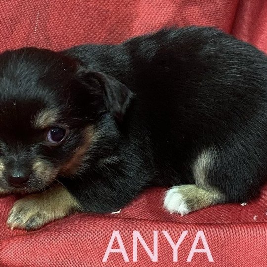 chiot Chihuahua Poil Long ANYA chihuahua à réserver Domaine de la Chantelaie  