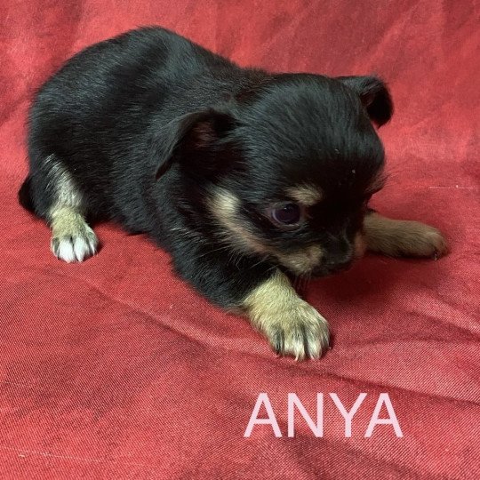 chiot Chihuahua Poil Long ANYA chihuahua à réserver Domaine de la Chantelaie  