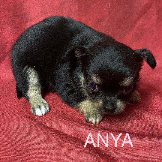 chiot Chihuahua Poil Long ANYA chihuahua à réserver Domaine de la Chantelaie  
