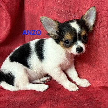 ANZO chihuahua pl Mâle Chihuahua Poil Long