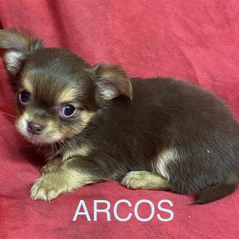 ARCOS chihuahua à réserver Mâle Chihuahua Poil Long