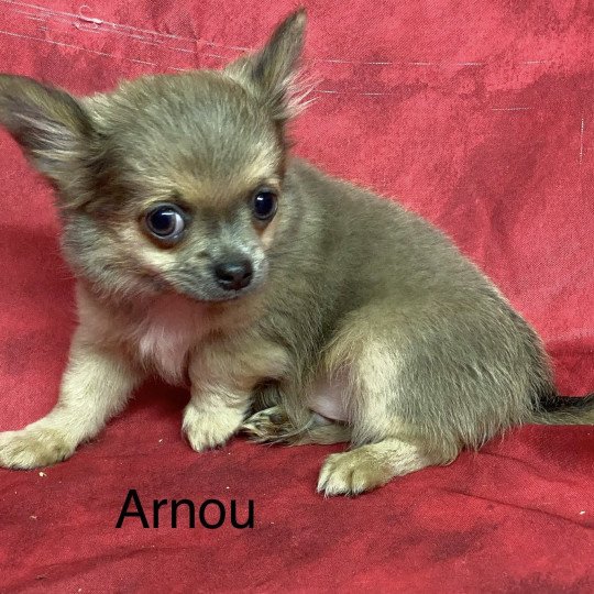 chiot Chihuahua Poil Long ARNOU chihuahua Domaine de la Chantelaie  