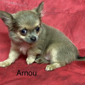 ARNOU chihuahua Mâle Chihuahua Poil Long