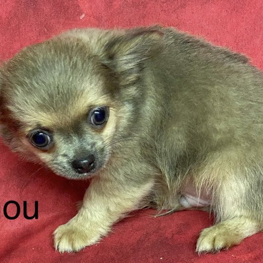 chiot Chihuahua Poil Long ARNOU chihuahua Domaine de la Chantelaie  