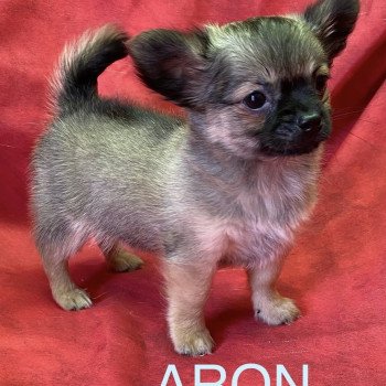 ARON chihuahua pl Mâle Chihuahua Poil Long