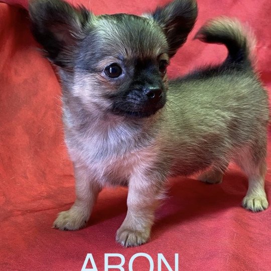 chiot Chihuahua Poil Long ARON chihuahua pl Domaine de la Chantelaie  