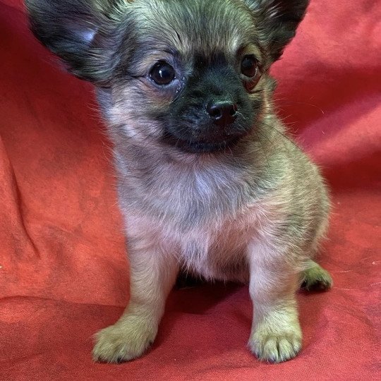 chiot Chihuahua Poil Long ARON chihuahua pl Domaine de la Chantelaie  