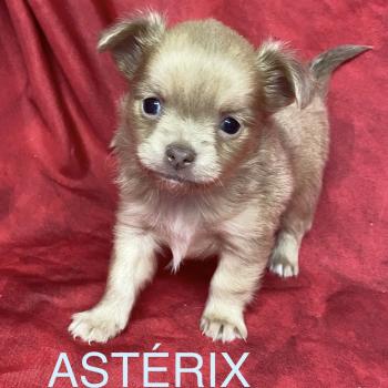 ASTERIX chihuahua à réserver Mâle Chihuahua Poil Long