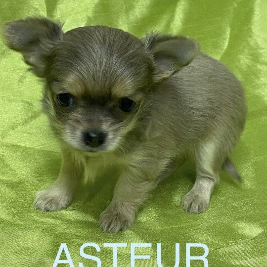 chiot Chihuahua Poil Long ASTEUR chihuahua à réserver Domaine de la Chantelaie  