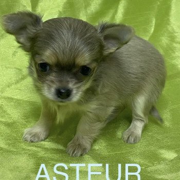 ASTEUR chihuahua à réserver Mâle Chihuahua Poil Long