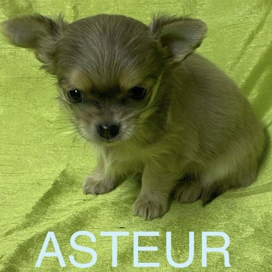 chiot Chihuahua Poil Long ASTEUR chihuahua à réserver Domaine de la Chantelaie  