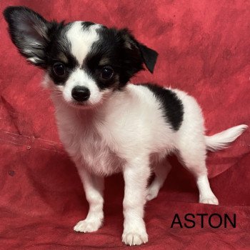 ASTON chihuahua pl Mâle Chihuahua Poil Long