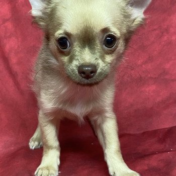 ASTON chihuahua Mâle Chihuahua Poil Long