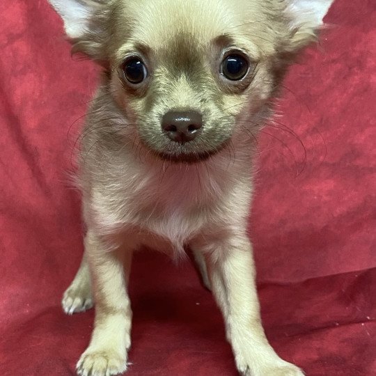 chiot Chihuahua Poil Long ASTON chihuahua Domaine de la Chantelaie  