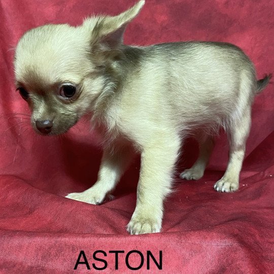chiot Chihuahua Poil Long ASTON chihuahua Domaine de la Chantelaie  
