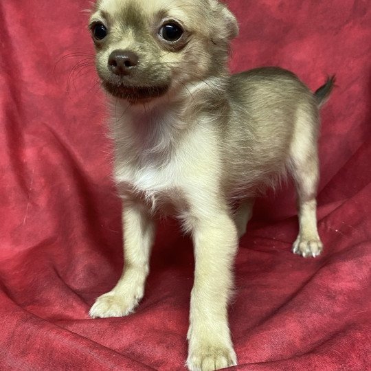 chiot Chihuahua Poil Long ASTON chihuahua Domaine de la Chantelaie  