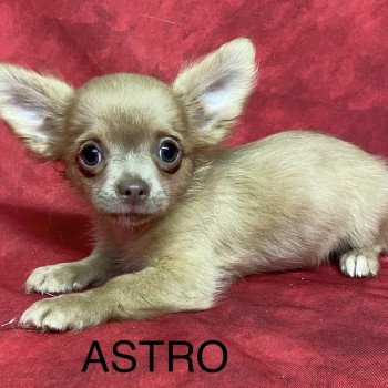 ASTRO chihuahua Mâle Chihuahua Poil Long