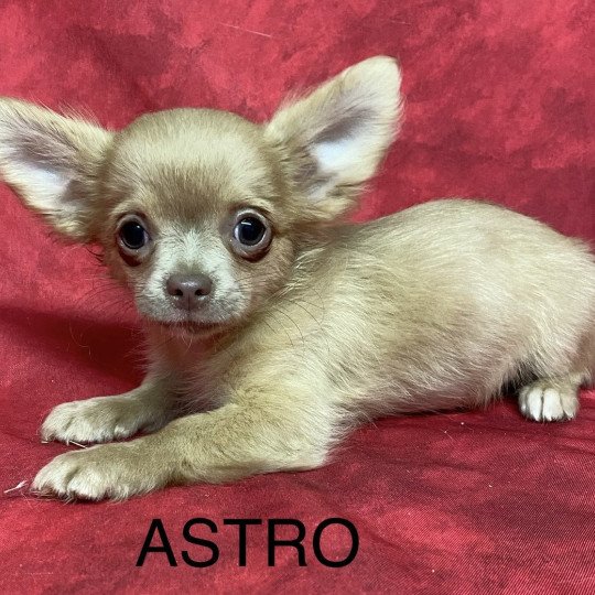 chiot Chihuahua Poil Long ASTRO chihuahua Domaine de la Chantelaie  