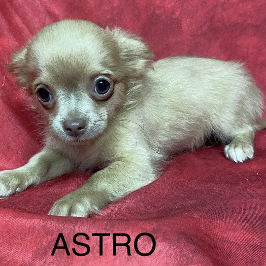 chiot Chihuahua Poil Long ASTRO chihuahua Domaine de la Chantelaie  
