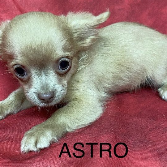 chiot Chihuahua Poil Long ASTRO chihuahua Domaine de la Chantelaie  