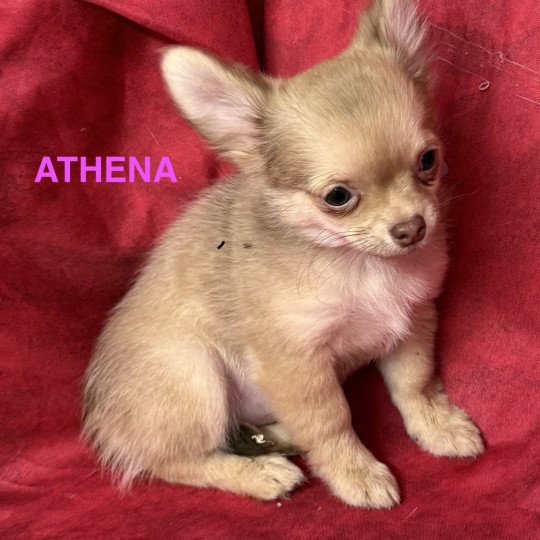 chiot Chihuahua Poil Long ATHENA chihuahua pl Domaine de la Chantelaie  