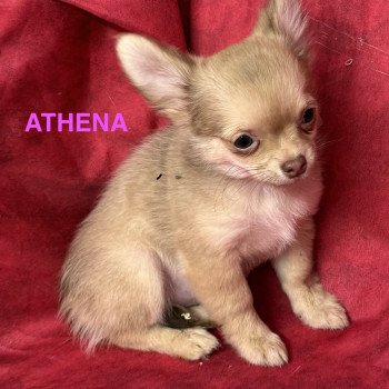 ATHENA chihuahua pl Femelle Chihuahua Poil Long