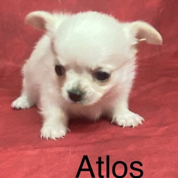 ATLOS chihuahua à réserver Mâle Chihuahua Poil Long