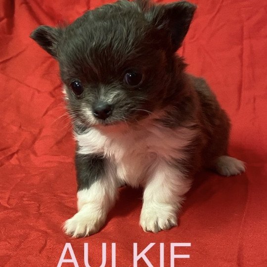 chiot Chihuahua Poil Long AULKIE mini chihuahua à réserver Domaine de la Chantelaie  