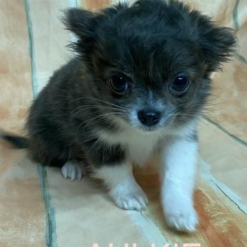 AULKIE mini chihuahua à poils longs à réserver Femelle Chihuahua Poil Long