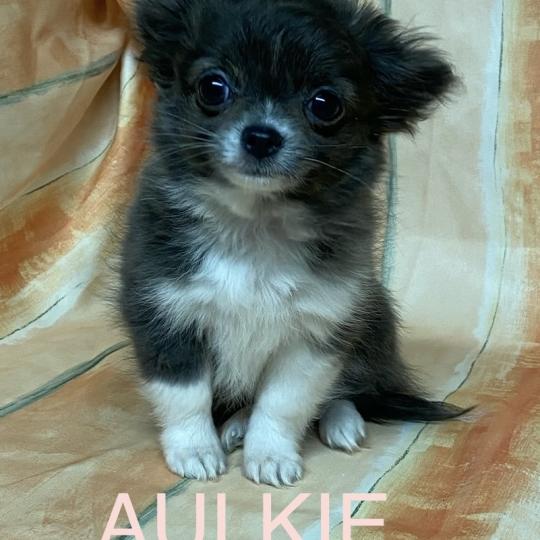 chiot Chihuahua Poil Long Gris et blanc AULKIE mini chihuahua à poils longs à réserver Domaine de la Chantelaie  