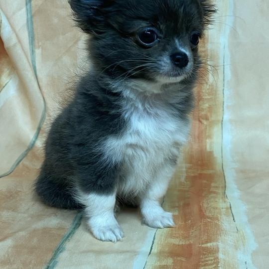 chiot Chihuahua Poil Long Gris et blanc AULKIE mini chihuahua à poils longs à réserver Domaine de la Chantelaie  