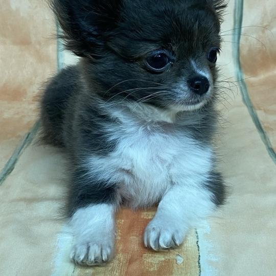 chiot Chihuahua Poil Long Gris et blanc AULKIE mini chihuahua à poils longs à réserver Domaine de la Chantelaie  