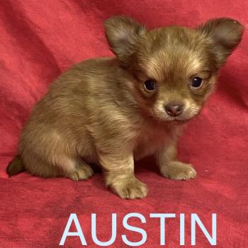 AUSTIN chihuahua à réserver Mâle Chihuahua Poil Long
